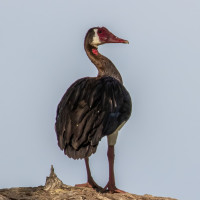 Spur-winged Goose